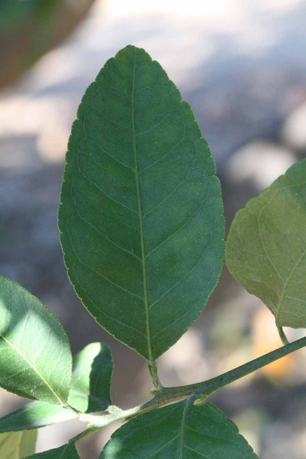              Shade leaves (Riverside, CA)       